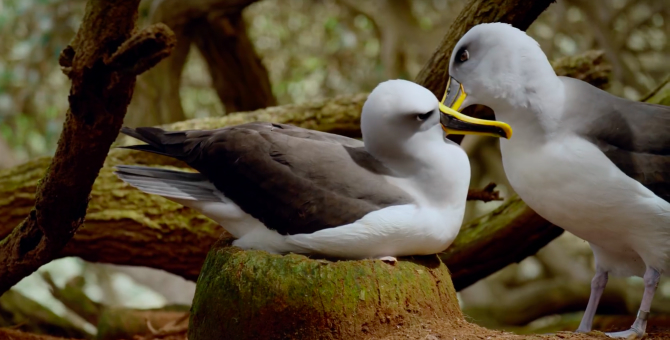 Пингвины и альбатросы стали героями нового клипа Джеймса Блейка «I'll Come Too»