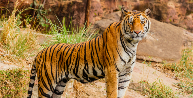 Депутаты предлагают ввести административную ответственность за жестокое обращение с животными
