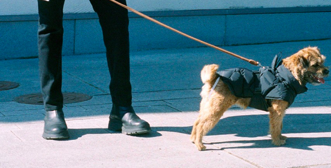 Arket выпустил попоны для собак из переработанных материалов