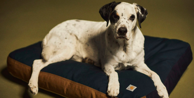 В новой лайфстайл-коллекции Carhartt WIP появилась лежанка для собак