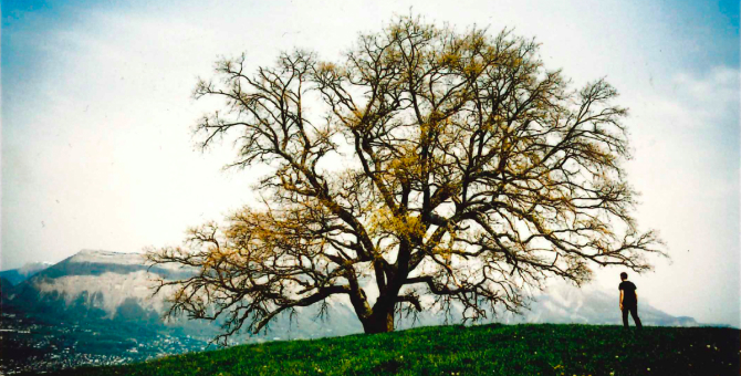 Фонд современного искусства Cartier запустил онлайн-версию выставки о деревьях