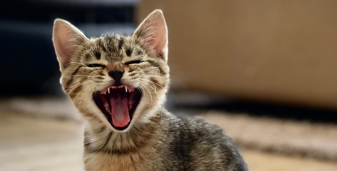 Владимир Раевский опубликовал видео с котами в честь 80-летия Дмитрия Пригова