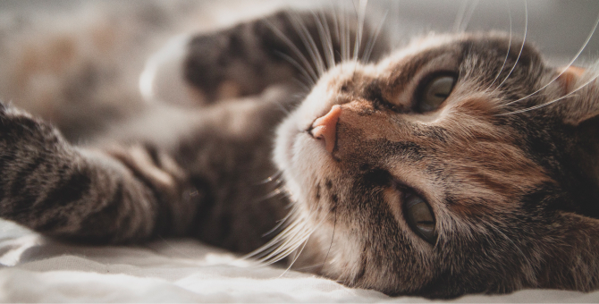 В 2021 году в России может появиться первая вакцина от аллергии на кошек