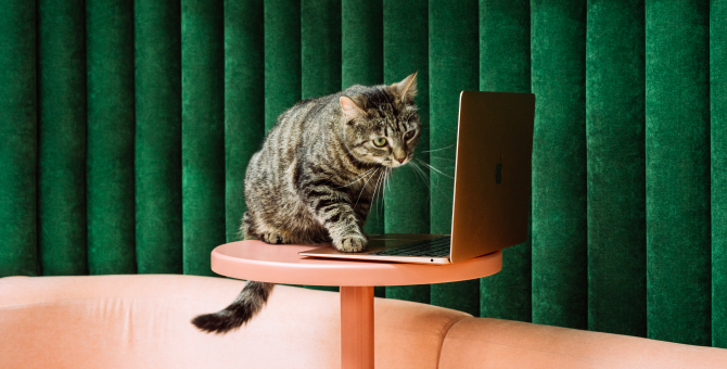 Центр помощи бездомным животным «Островок» и коворкинги «Практик» выпустили совместную съемку