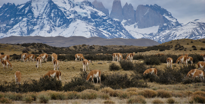 Власти Чили отменили карантин для привитых «Спутником V» россиян