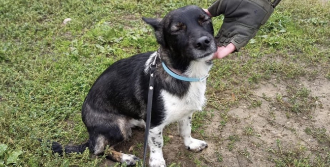 Потерявшаяся в аэропорту Домодедово собака найдена и ждет возвращения к хозяйке