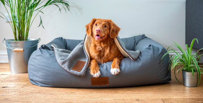 Госдуме предложили ввести обязательную регистрацию домашних собак и кошек