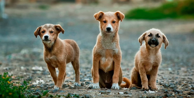 Минприроды создаст сеть приютов для бездомных животных на средства из федерального бюджета