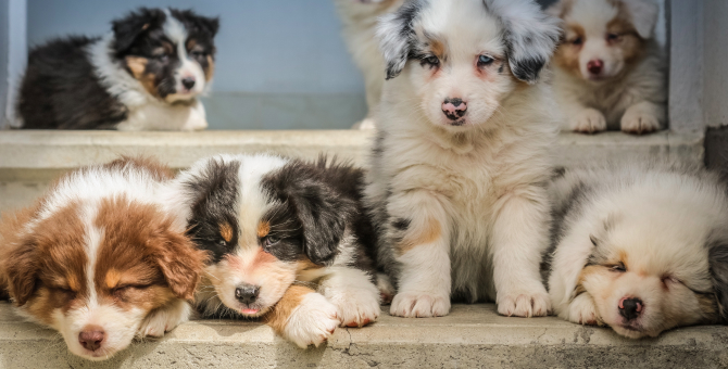 Из-за коронавируса россияне стали чаще отказываться от домашних животных