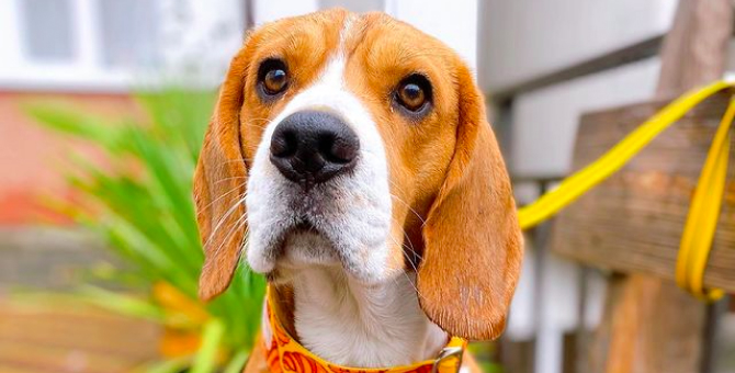 Хозяйка бигля установила камеру в его переноску — оказалось, что в аэропорту Сочи над ним издевались