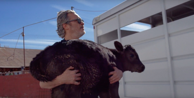 Хоакин Феникс спас корову и ее теленка со скотобойни