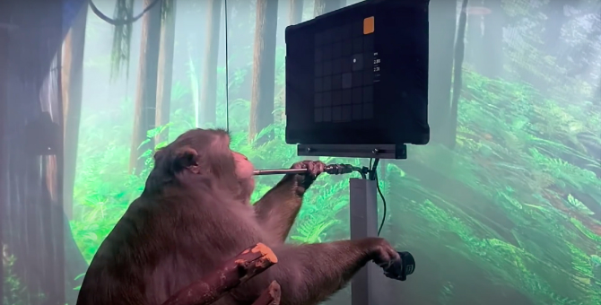 Стартап Илона Маска показал видео с обезьяной, которая играет силой мысли в видеоигры