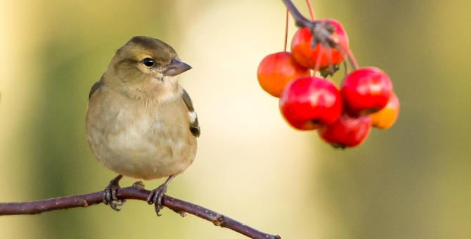 Парк Горького запускает проект по защите птиц «Крылатые соседи»