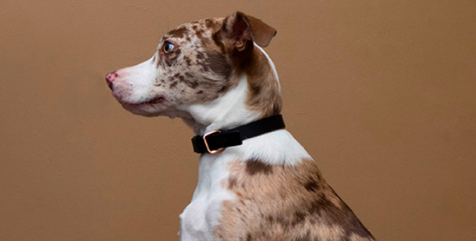 Запустилась новая онлайн-платформа Pet-à-Porter с товарами для животных