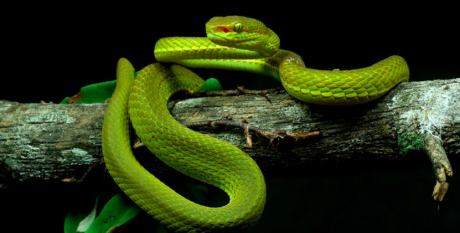 В честь Салазара Слизерина из «Гарри Поттера» назвали новый вид гадюк