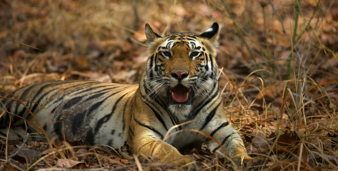 У тигрицы из нью-йоркского зоопарка обнаружен коронавирус