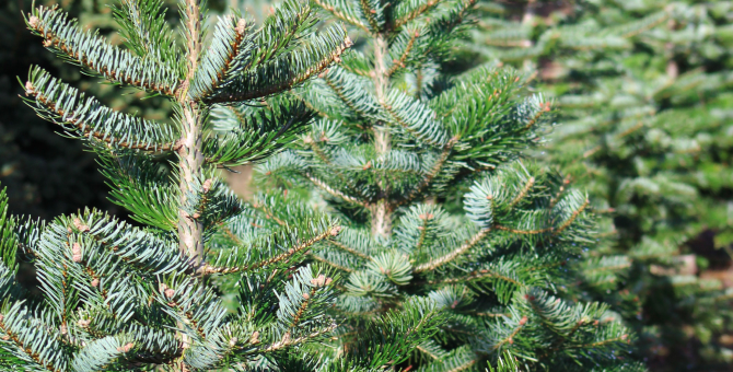 До 20 февраля в Москве можно сдать новогоднюю елку на переработку