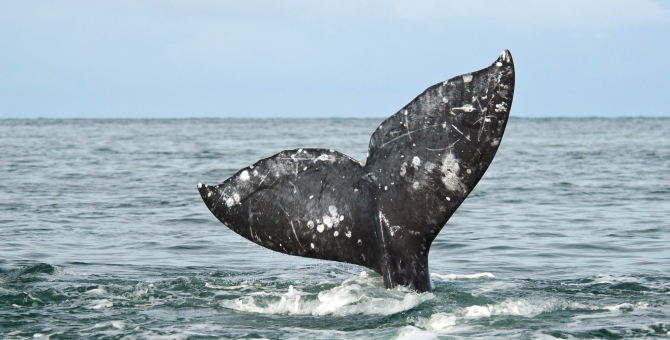 В Тихом океане от голода погибают серые киты