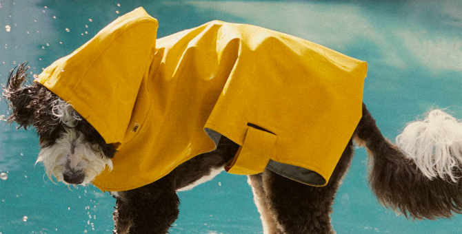 Zara выпустил коллекцию одежды и аксессуаров для собак