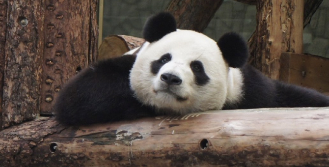 Московский зоопарк сокращает время работы ради комфорта животных