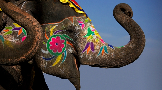 Слониха стала художником-абстракционистом