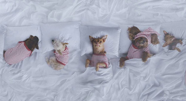 Пародия на Famous Канье Уэста с самыми знаменитыми собаками интернета