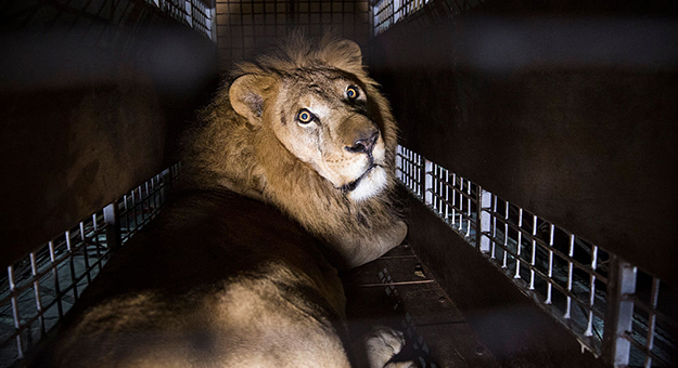 Номинант на «Оскар» выступил против цирков с животными
