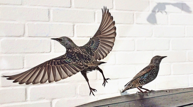 Лучшие снимки года, сделанные на iPhone