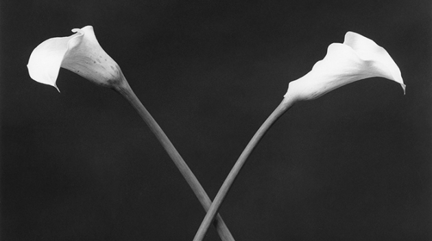 Изабель Юппер станет куратором выставки Роберта Мэпплторпа