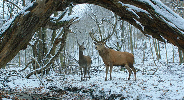 «О теле и душе» Ильдико Эньеди получил главный приз Берлинале-2017