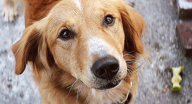 Режиссер «Хатико» снял новый фильм о верном псе