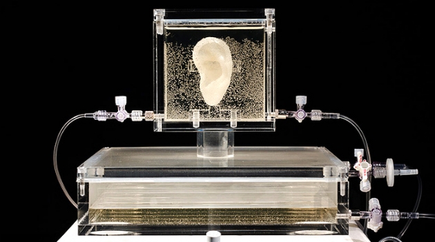 \"Живое ухо\" Ван Гога выставлено в Германии