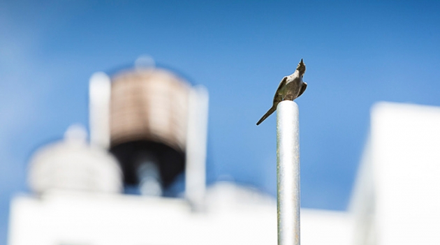 Трейси Эмин украшает Сидней скульптурами птиц