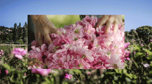 Дом, в котором растут цветы для парфюмов Dior