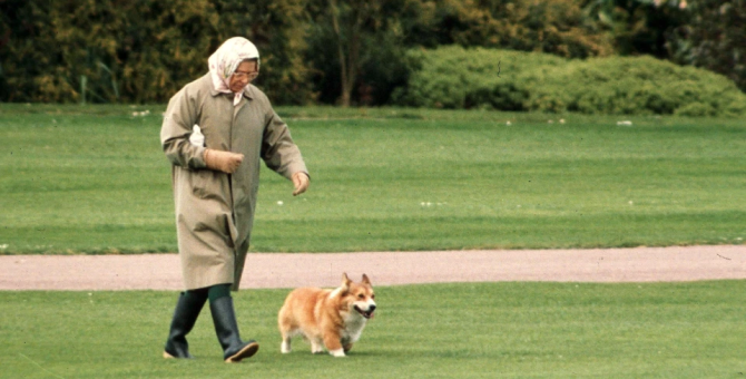 Королеве Елизавете II подарили двух новых корги