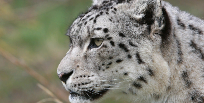 Фонд «Notivory» и Заповедник «Саяно-Шушенский» разработали комплекс природоохранных мероприятий