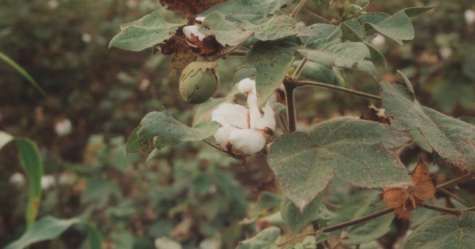 Mango и Materra представили коллекцию из регенеративного хлопка