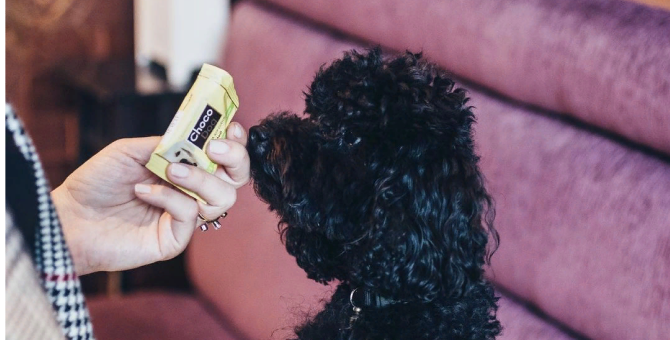 В салон Nail Spot теперь можно прийти с домашним любимцем