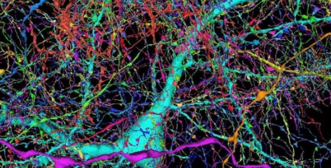 Google создал самую подробную 3D-карту части мозга человека