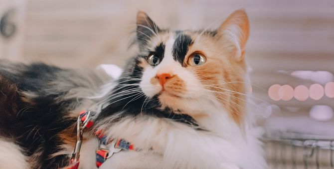 На «Флаконе» пройдет выставка кошек и собак из приютов