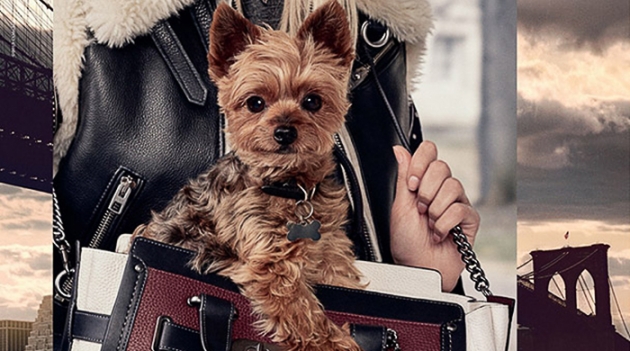 Новое лицо Coach — йоркширский терьер Миранды Керр