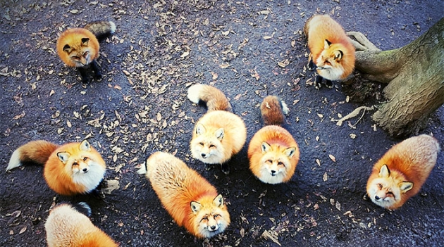 Международный конкурс мобильной фотографии iPhone Photography Awards — 2016 объявил победителей