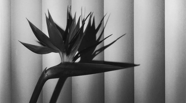 Взглянуть по-новому: Питер Марино будет курировать выставку Роберта Мэпплторпа