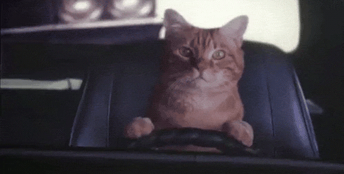 WikiLeaks опубликовала видео с котом Ассанжа