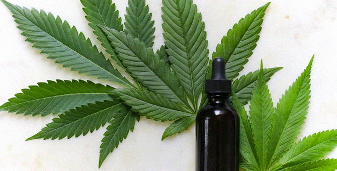 В России разрешили выращивание конопли и опийного мака для медицинского применения