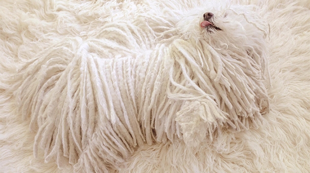 Фото дня: собака Цукерберга сливается с интерьером