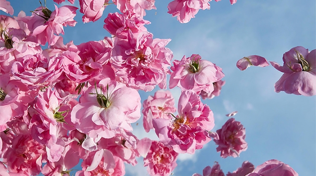 Louis Vuitton возвращается в парфюмерию