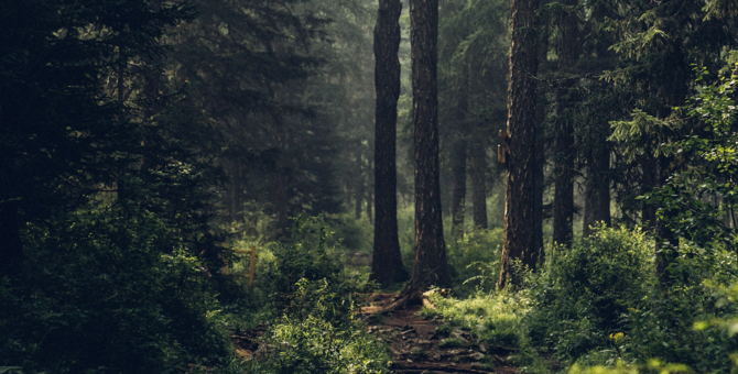 Фестиваль Signal выпустил экоманифест и представил рекомендации по снижению вреда природе