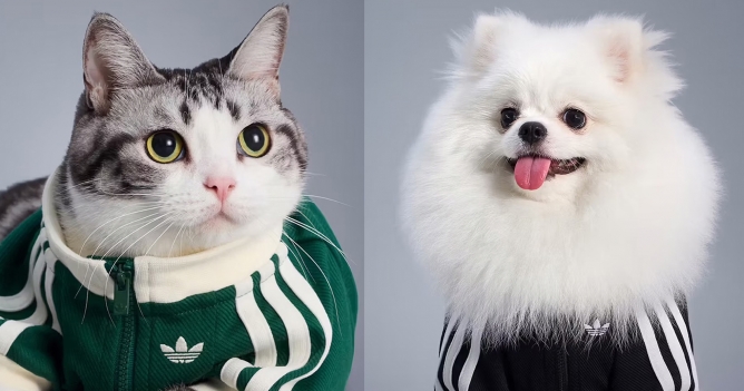 adidas выпустил новую коллекцию для домашних животных