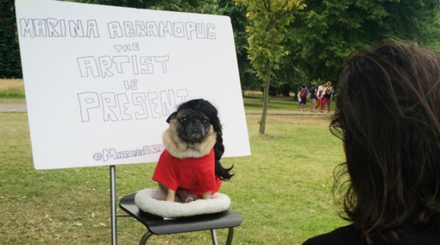 Мопс в парике повторил знаменитый перформанс Марины Абрамович